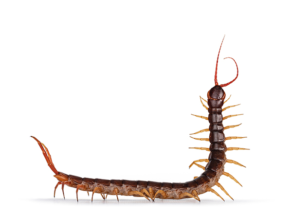Centipedes used in traditional Chinese medicine offer leads for kidney treatment image